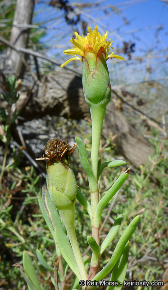 Image of marsh jaumea