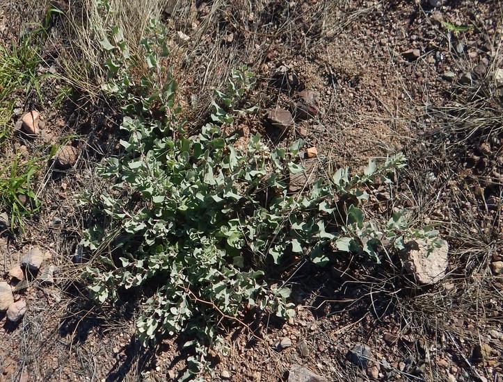 Image of Atriplex barclayana (Benth.) D. Dietr.