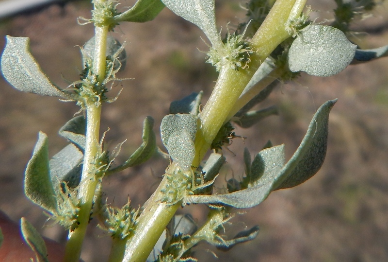 Imagem de Atriplex barclayana (Benth.) D. Dietr.