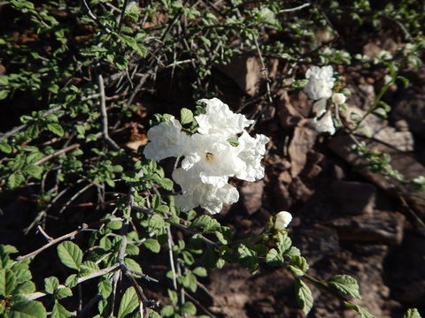 Image of small-leaf geigertree