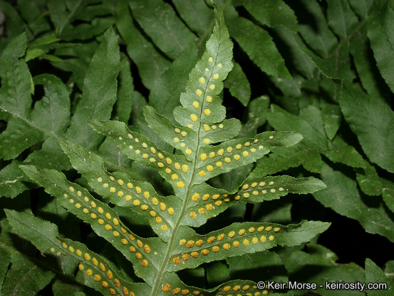 Polypodium californicum Kaulf.的圖片