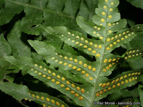 Polypodium californicum Kaulf.的圖片