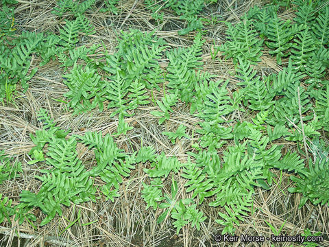 Polypodium californicum Kaulf.的圖片