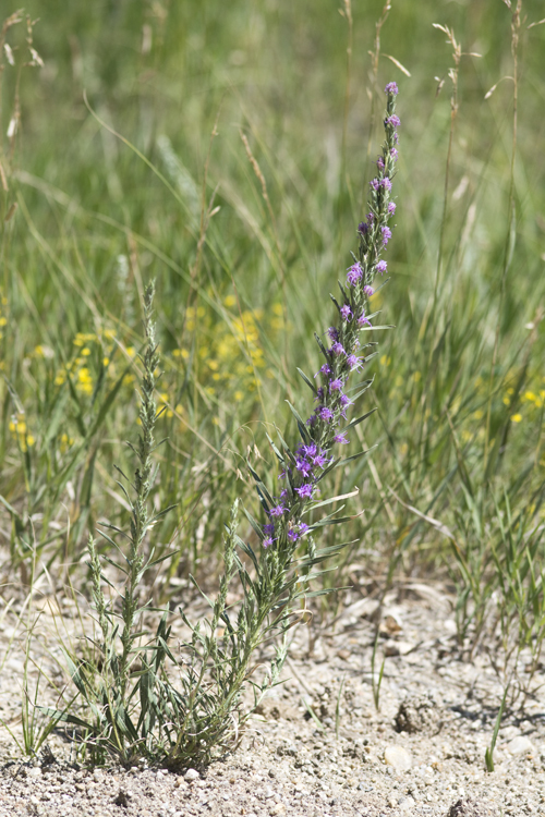 Image of <i>Liatris <i>punctata</i></i> var. punctata