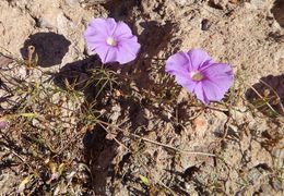 Image of tripleleaf morning-glory