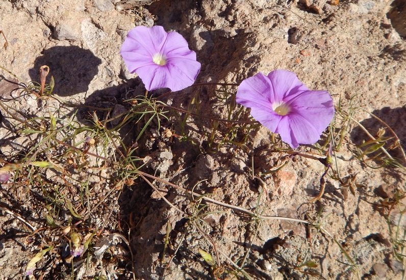 Imagem de Ipomoea ternifolia var. leptotoma (Torr.) J. A. Mc Donald