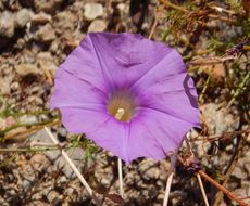 Image of tripleleaf morning-glory