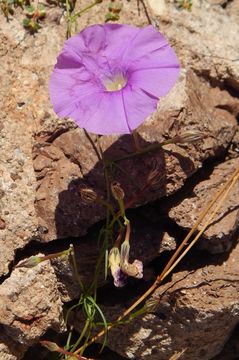 Imagem de Ipomoea ternifolia var. leptotoma (Torr.) J. A. Mc Donald