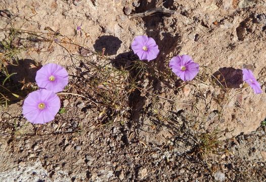 Imagem de Ipomoea ternifolia var. leptotoma (Torr.) J. A. Mc Donald