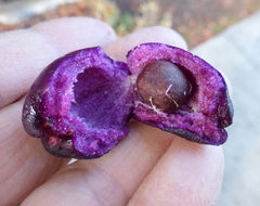 Image of Syzygium australe (Wendl. ex Link) B. P. M. Hyland