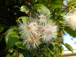 Image of Syzygium australe (Wendl. ex Link) B. P. M. Hyland