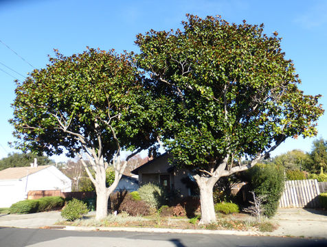 Image of southern magnolia