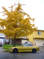 Image of Ginkgo