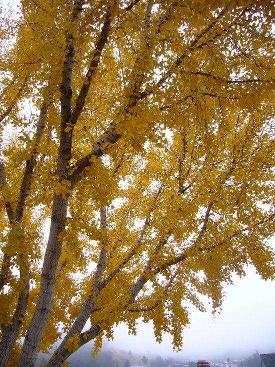 Image of Ginkgo