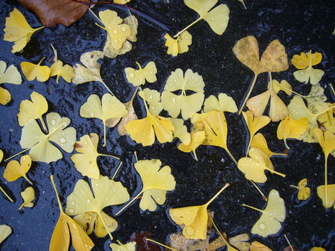 Image of Ginkgo