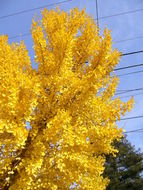 Image of Ginkgo