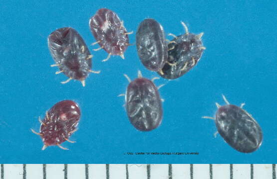 Image of softbacked ticks