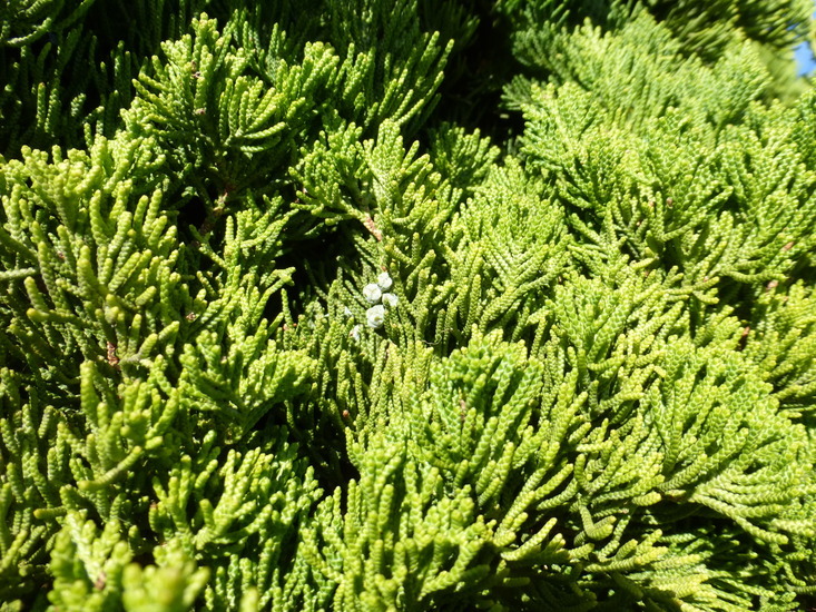 Слика од Juniperus chinensis L.