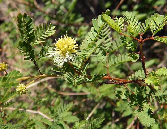 Image of Coville's bundleflower