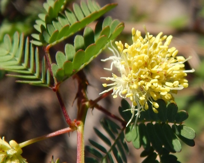 Plancia ëd Desmanthus covillei (Britton & Rose) B. L. Turner