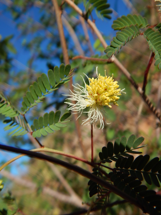 Image of Coville's bundleflower