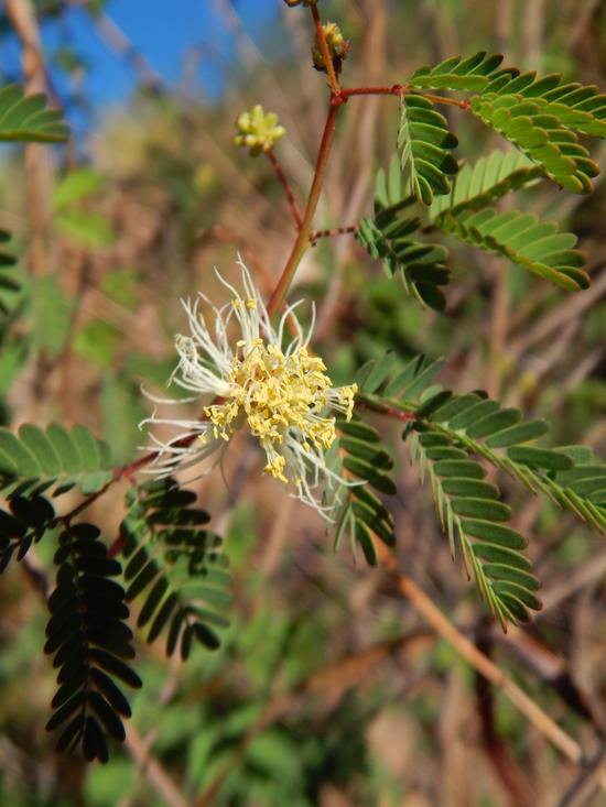 Image of Coville's bundleflower