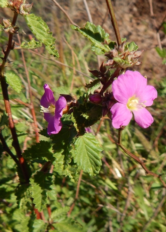 Image of Melochia speciosa S. Wats