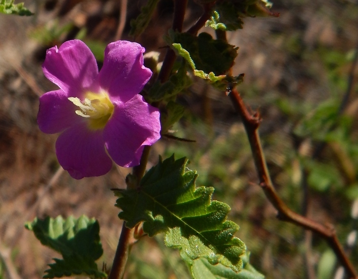 Image of Melochia speciosa S. Wats