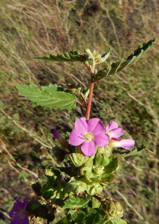 Image of Melochia speciosa S. Wats