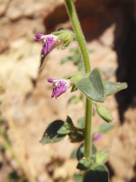 Sivun Pseudorontium cyathiferum (Benth.) Rothm. kuva