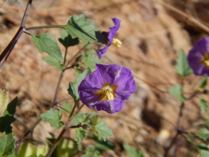 Physalis purpurea Wiggins resmi