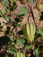 Physalis purpurea Wiggins resmi