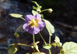 Physalis purpurea Wiggins resmi