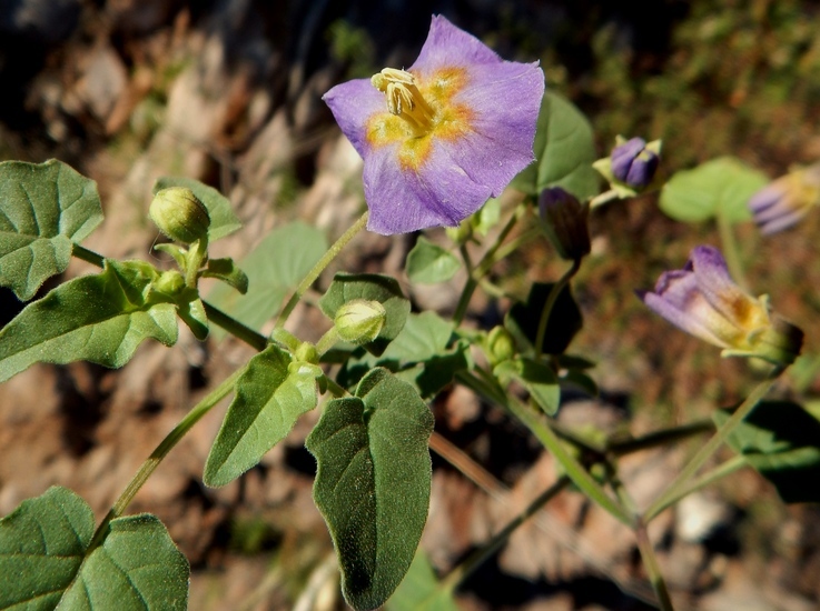 Physalis purpurea Wiggins resmi