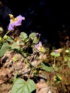 Physalis purpurea Wiggins resmi