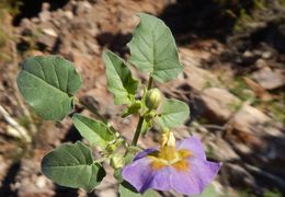 Physalis purpurea Wiggins resmi