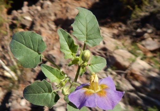 Physalis purpurea Wiggins resmi