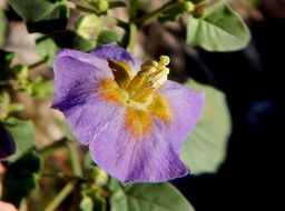 Physalis purpurea Wiggins resmi