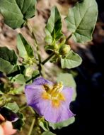 Physalis purpurea Wiggins resmi