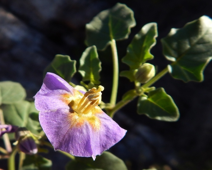 Physalis purpurea Wiggins resmi