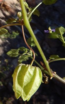 Physalis purpurea Wiggins resmi