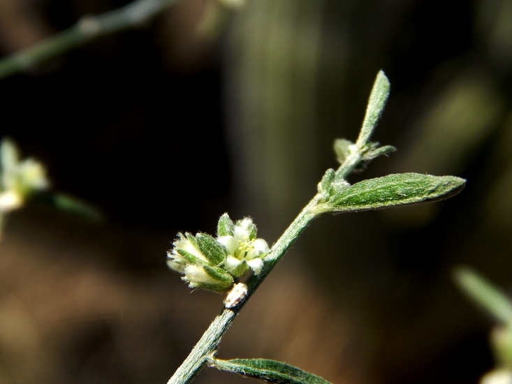 Image of Ditaxis lanceolata (Benth.) Pax & K. Hoffm.