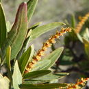 Image of <i>Sebastiania bilocularis</i>