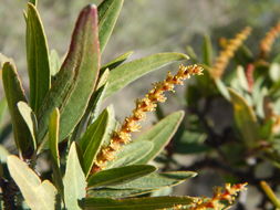 Image of <i>Sebastiania bilocularis</i>