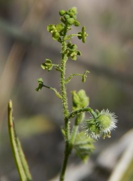 Image of Tragia jonesii Radcl.-Sm. & Govaerts