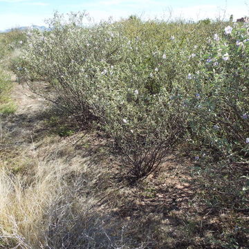 Image of Hinds' nightshade