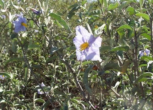 Image of Hinds' nightshade