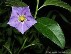 Image of Parish's nightshade