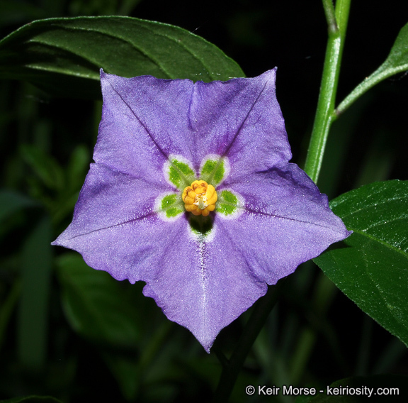 Image of Parish's nightshade