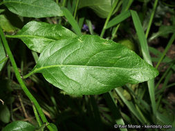 Image of Parish's nightshade